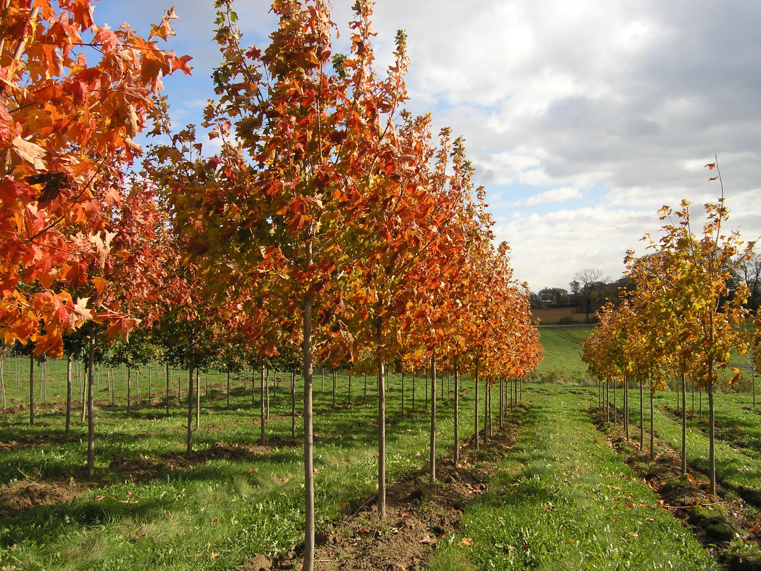 Acer saccharum ‘Fall Fiesta’